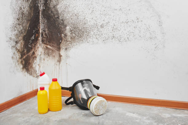 Mold Odor Removal Services in Chico, TX